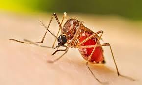 চট্টগ্রামে ডেঙ্গু-চিকুনগুনিয়া: ২৪ ঘণ্টায় নতুন আক্রান্ত ৭২